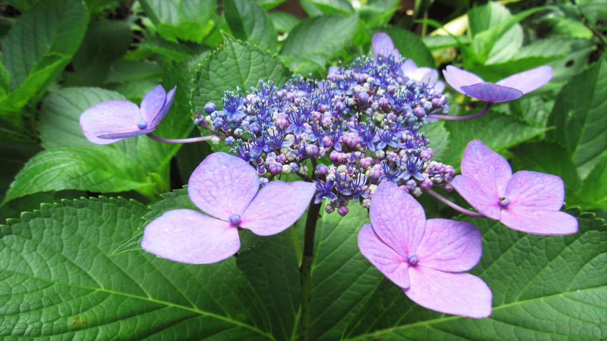 今朝の花-茉莉花-藤-額紫陽花