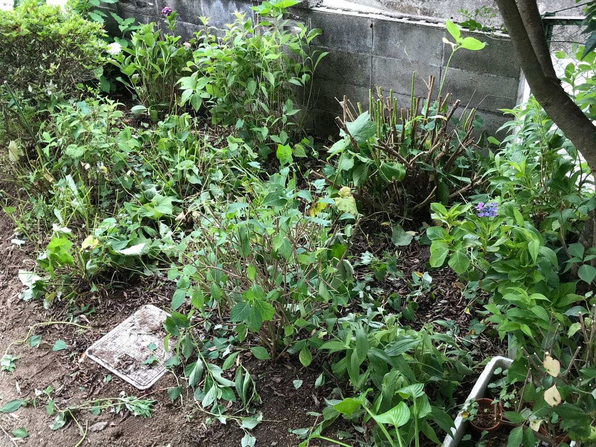 梅雨の晴れ間の作業