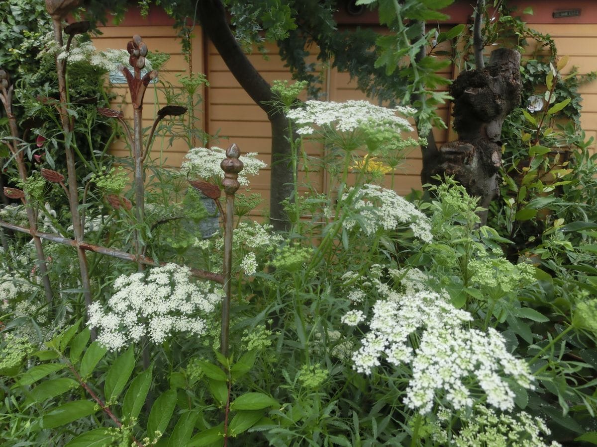 今朝のお花達