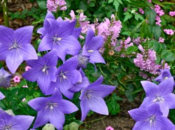 嵐の前の庭　草花編