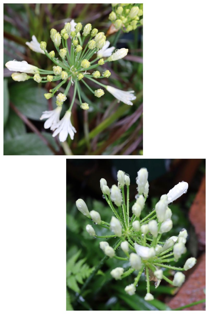 梅雨の白花 & 久々のお出かけ