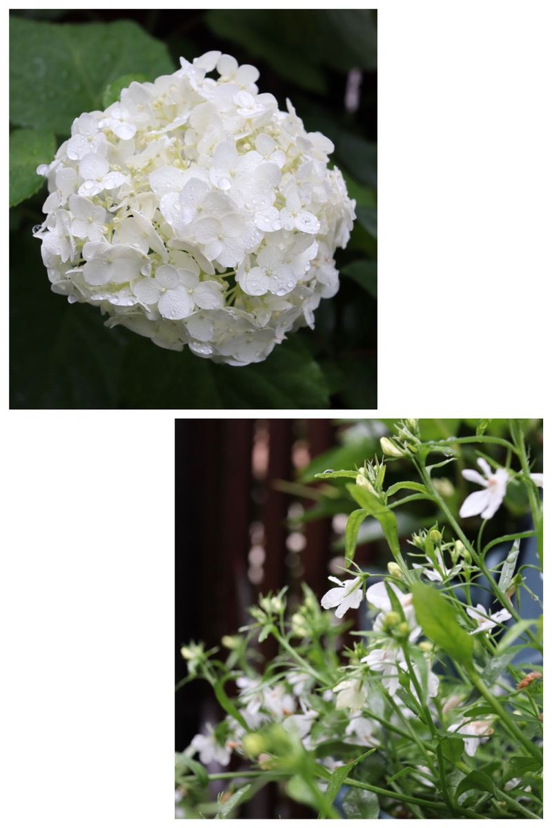 梅雨の白花 & 久々のお出かけ