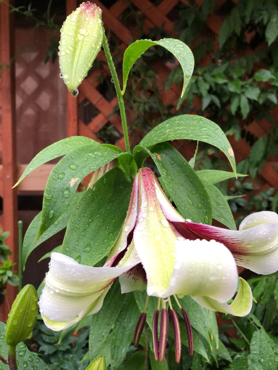 クシマヤ百合の開花