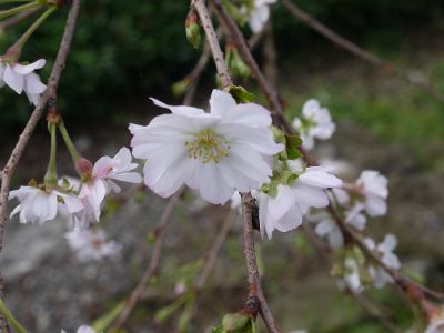 土曜日は富士さん方面に！