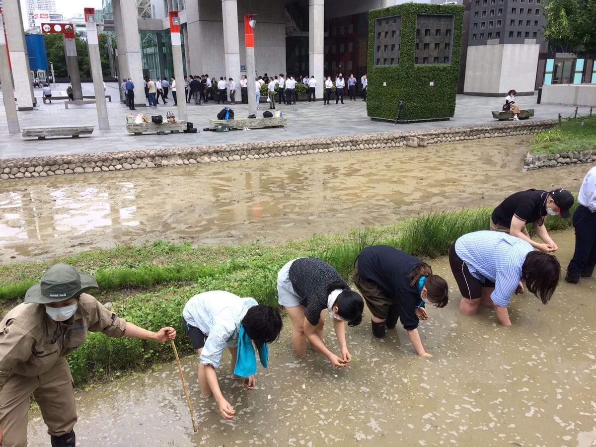 大都会で田植え指導