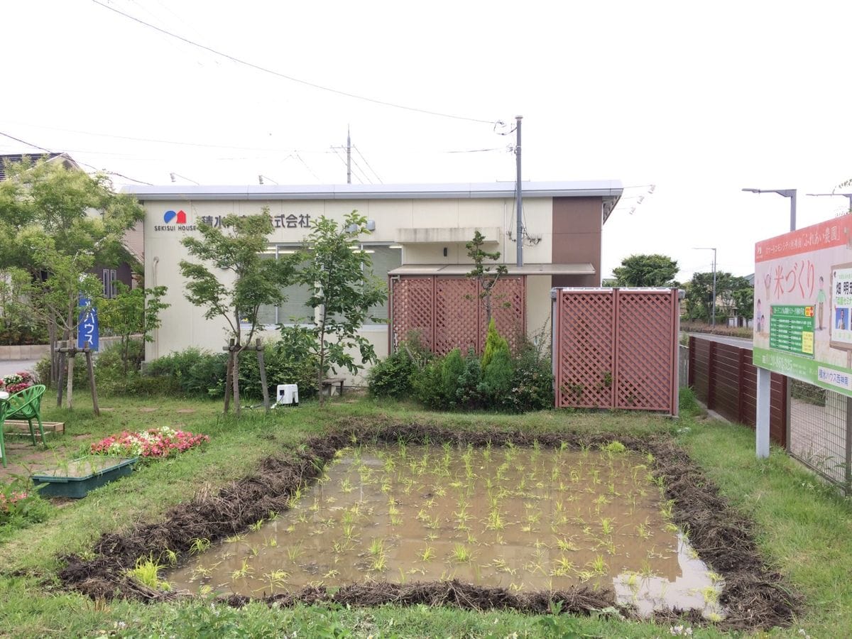 住宅地に田んぼ！