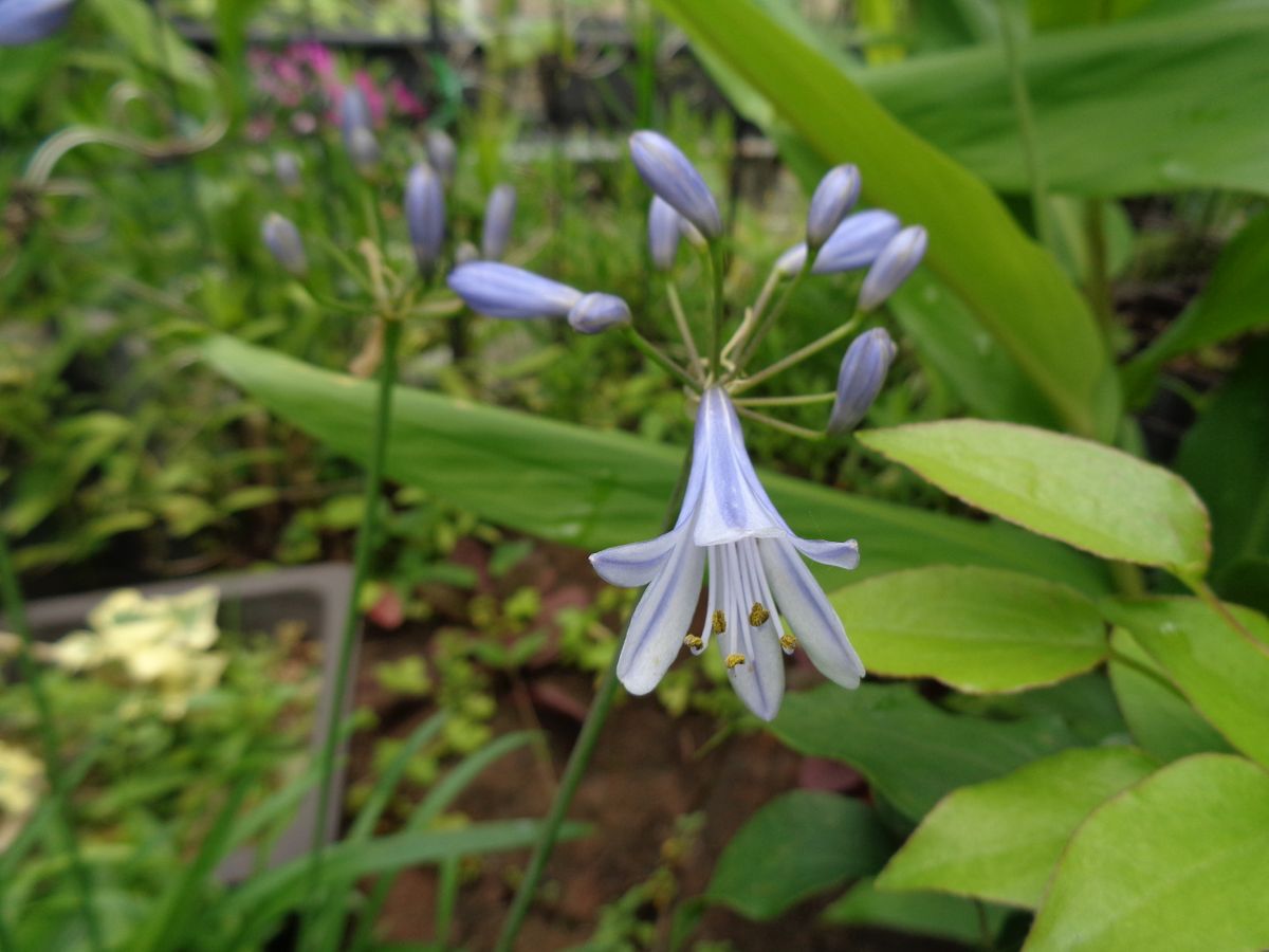 青系の花