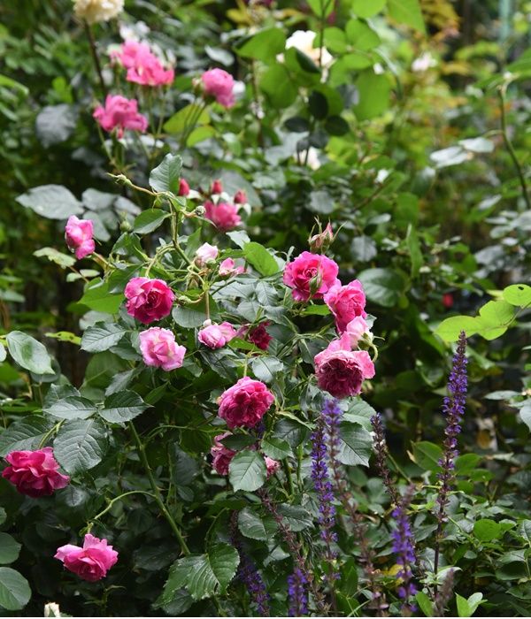 5月に庭で咲いた花。