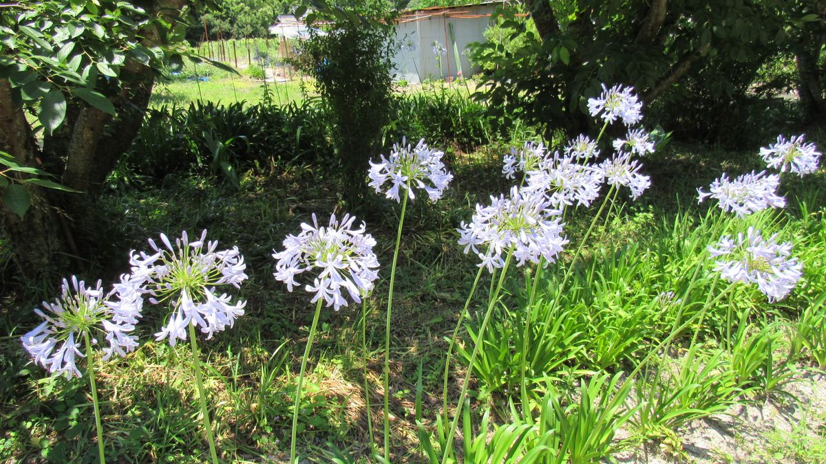 お花見散歩-いろいろ