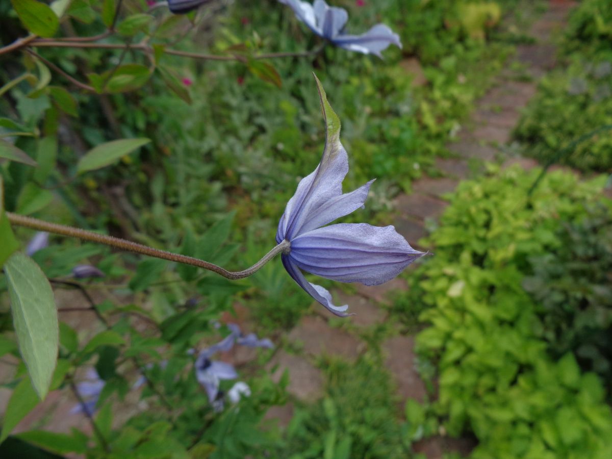 あれれ？　なお花たち