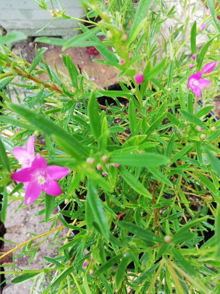 我が家のお花。アメリカンブルー。サザンクロス。レモンツリー。