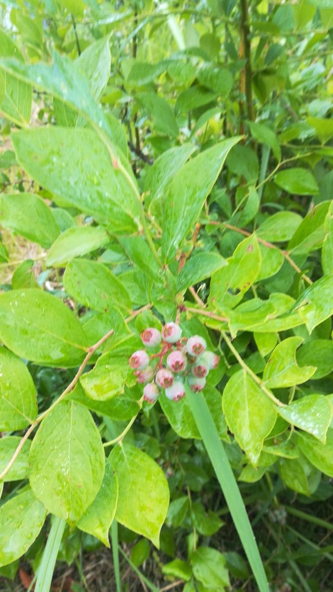 西洋朝顔白5輪目