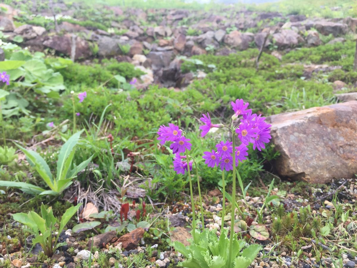 今の見頃の花