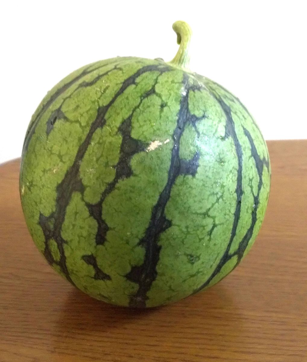 小玉スイカを初収穫しました～🍉