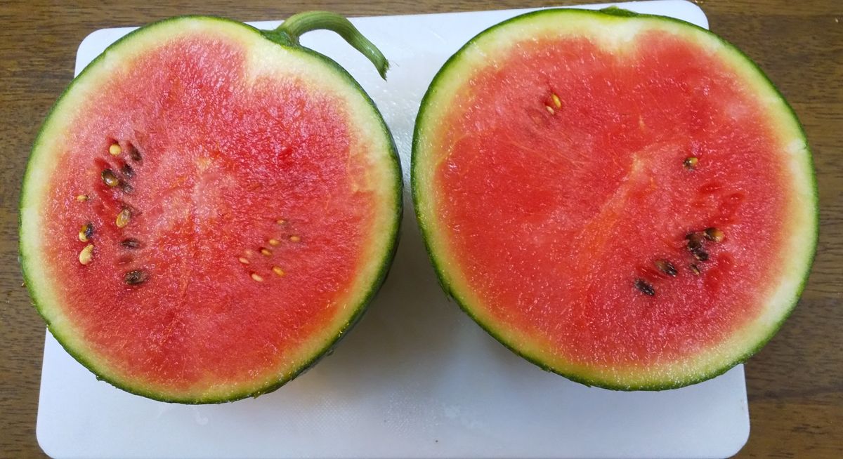 小玉スイカを初収穫しました～🍉