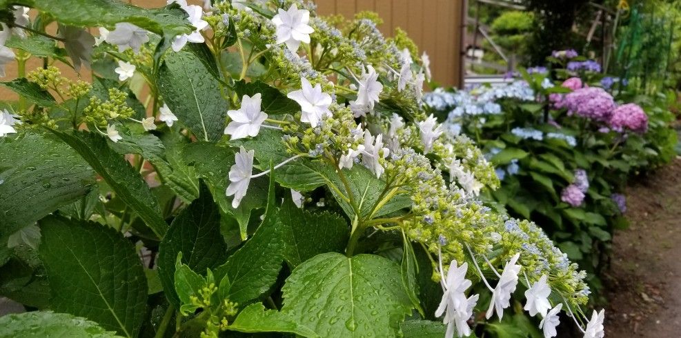 カマキリはアジサイが好き？