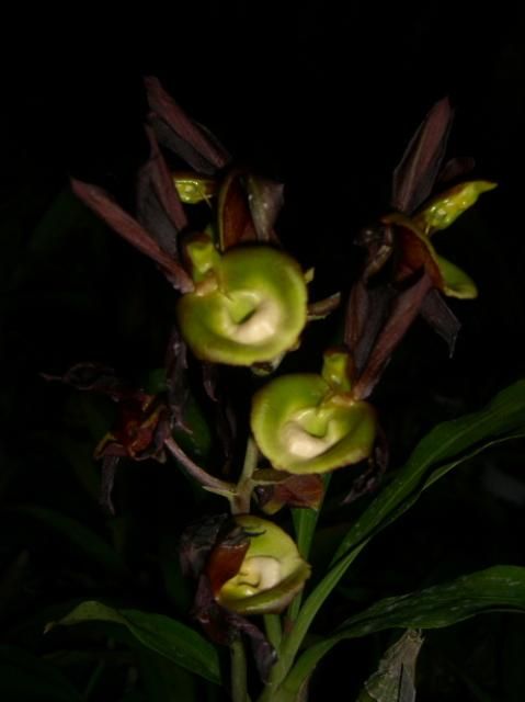 Catasetum tenebrosa