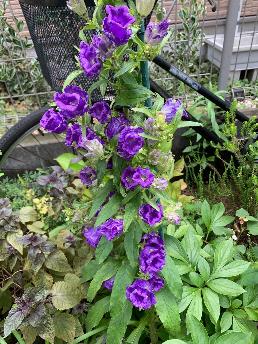 カンパニュラの二番花