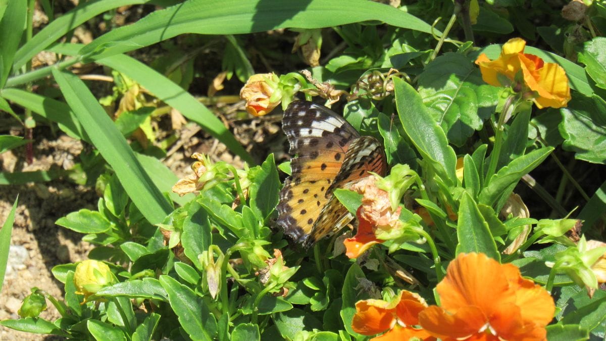 パンジー畑にツマグロヒョウモン