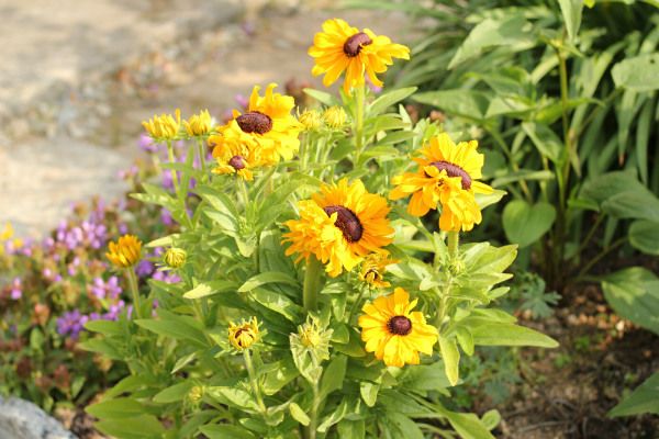 バス道沿いの花壇