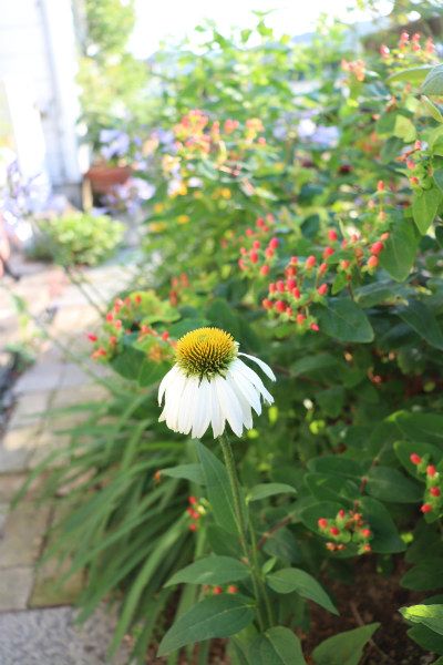 バス道沿いの花壇