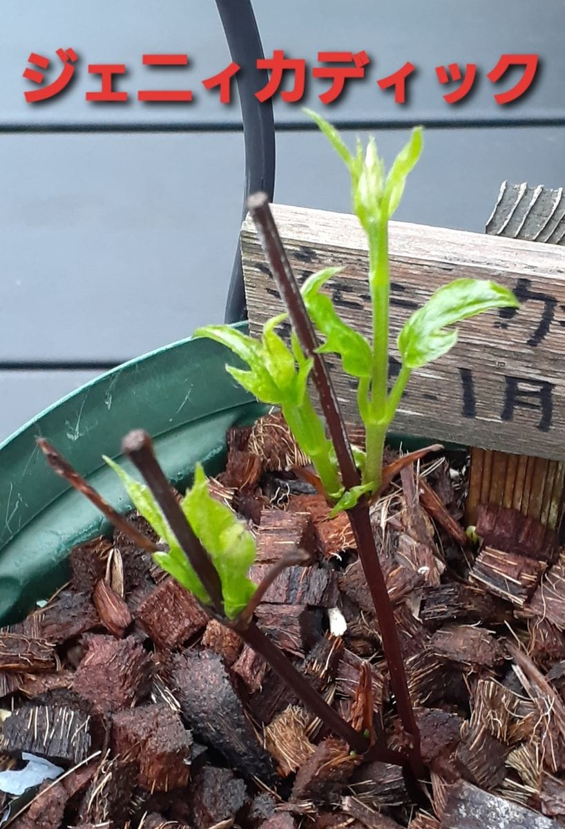 新芽が出て来ました。😊