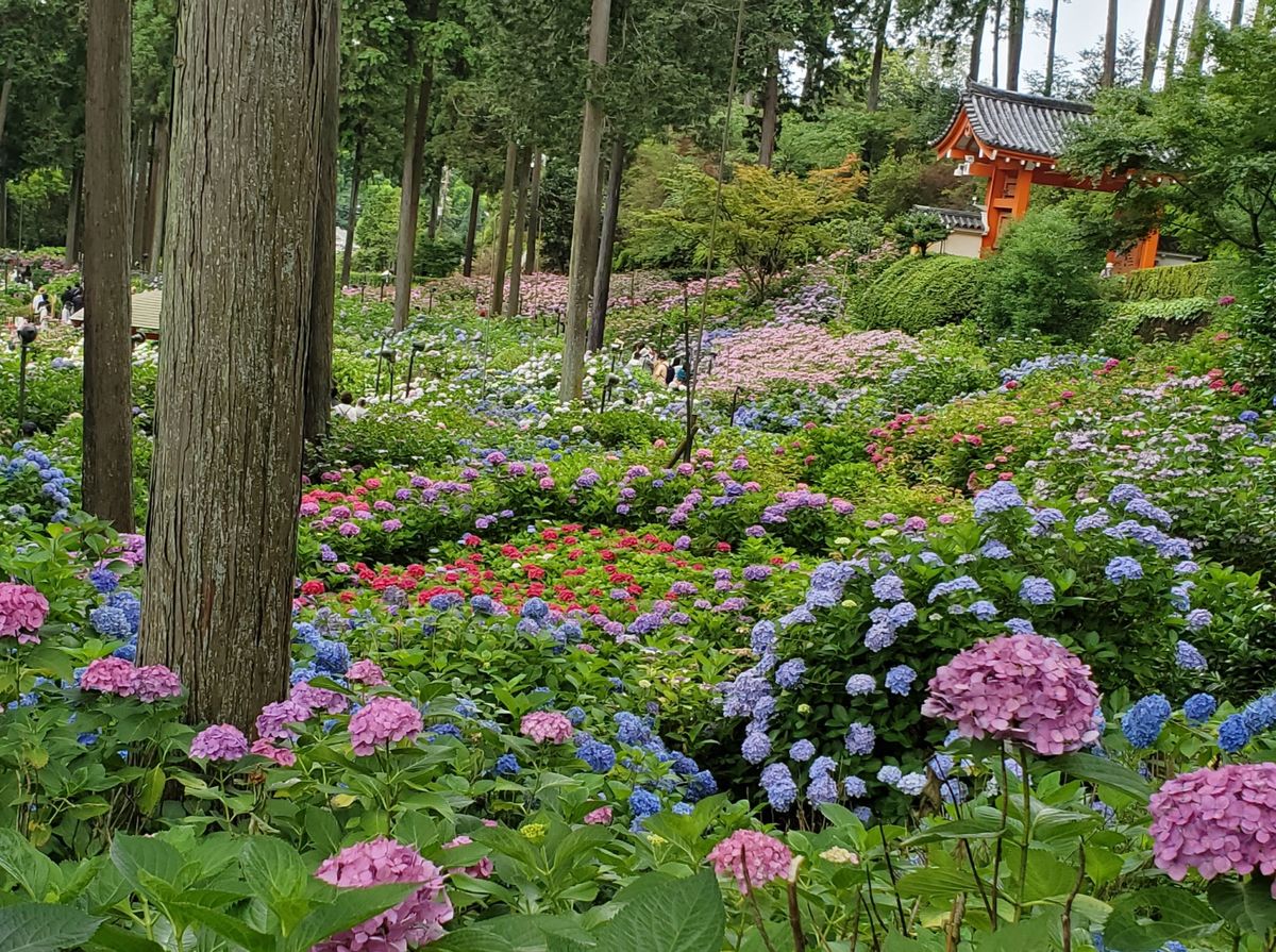 昨日の紫陽花寺