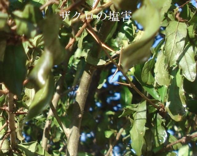 台風の爪痕