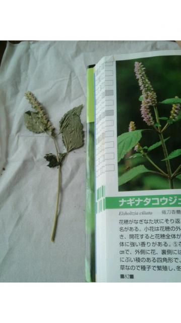 植物の新しい楽しみかた