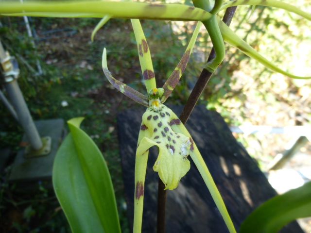 Brassia Rex