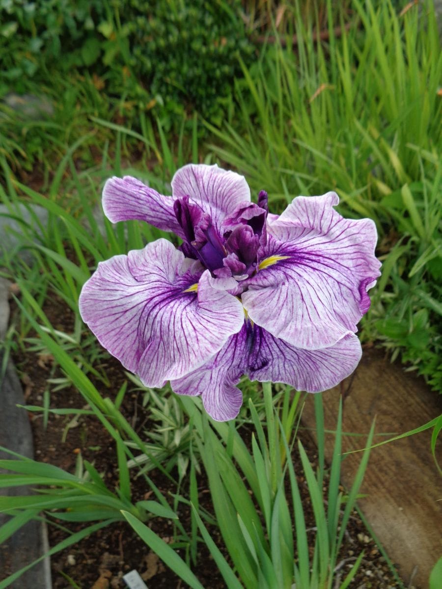 花菖蒲、咲きました＼(^o^)／