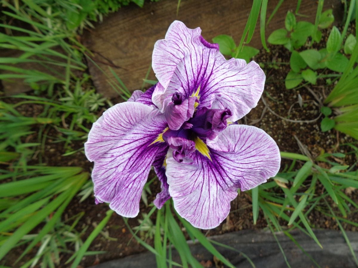 花菖蒲、咲きました＼(^o^)／