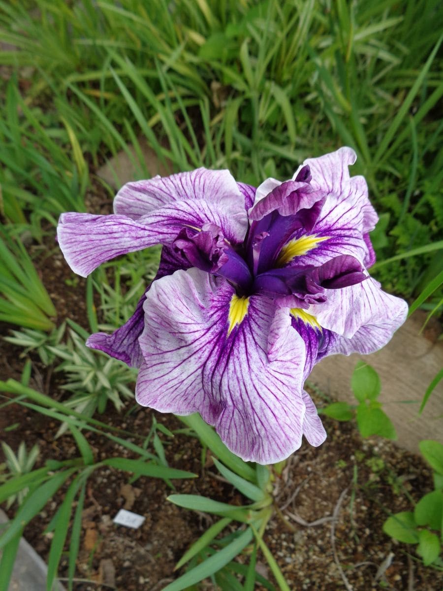 花菖蒲、咲きました＼(^o^)／