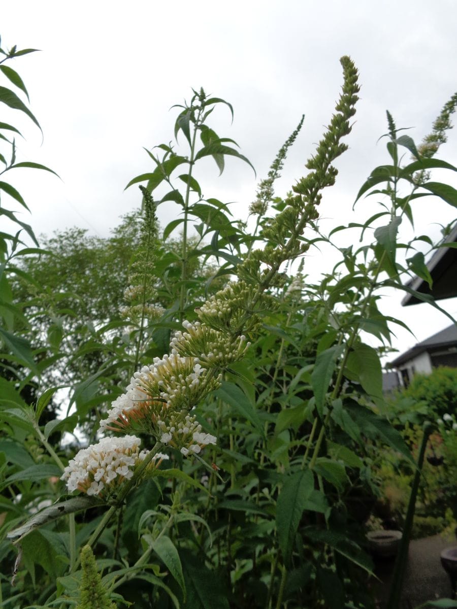 いろいろなお花たち