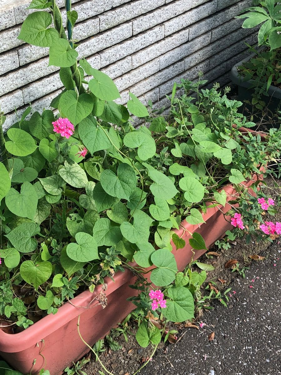 夏の花🌼