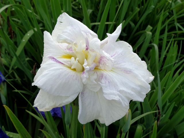 今朝の花菖蒲