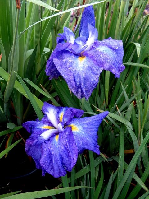 今朝の花菖蒲