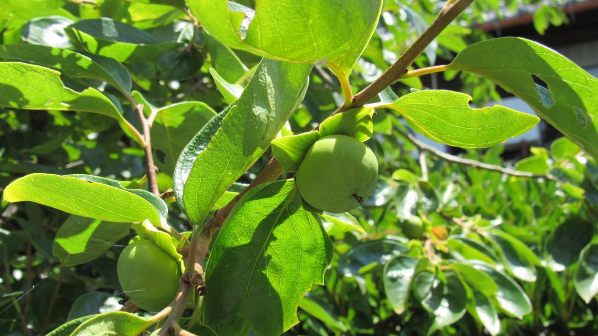 気になる木の実-柿‐蜜柑-ヒペリカム