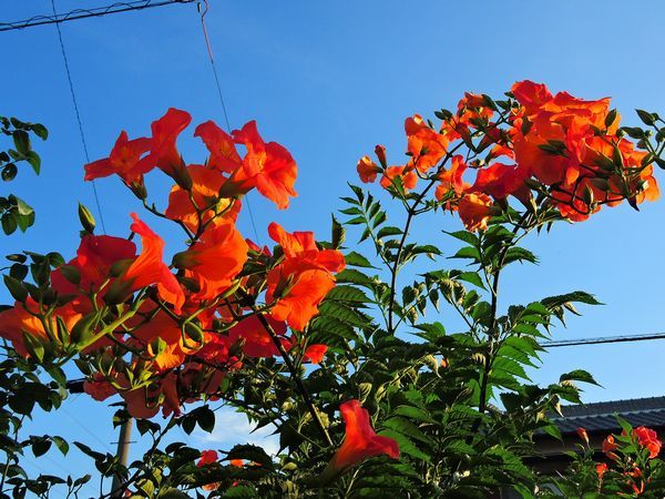 夏の花～ノウゼンカズラ