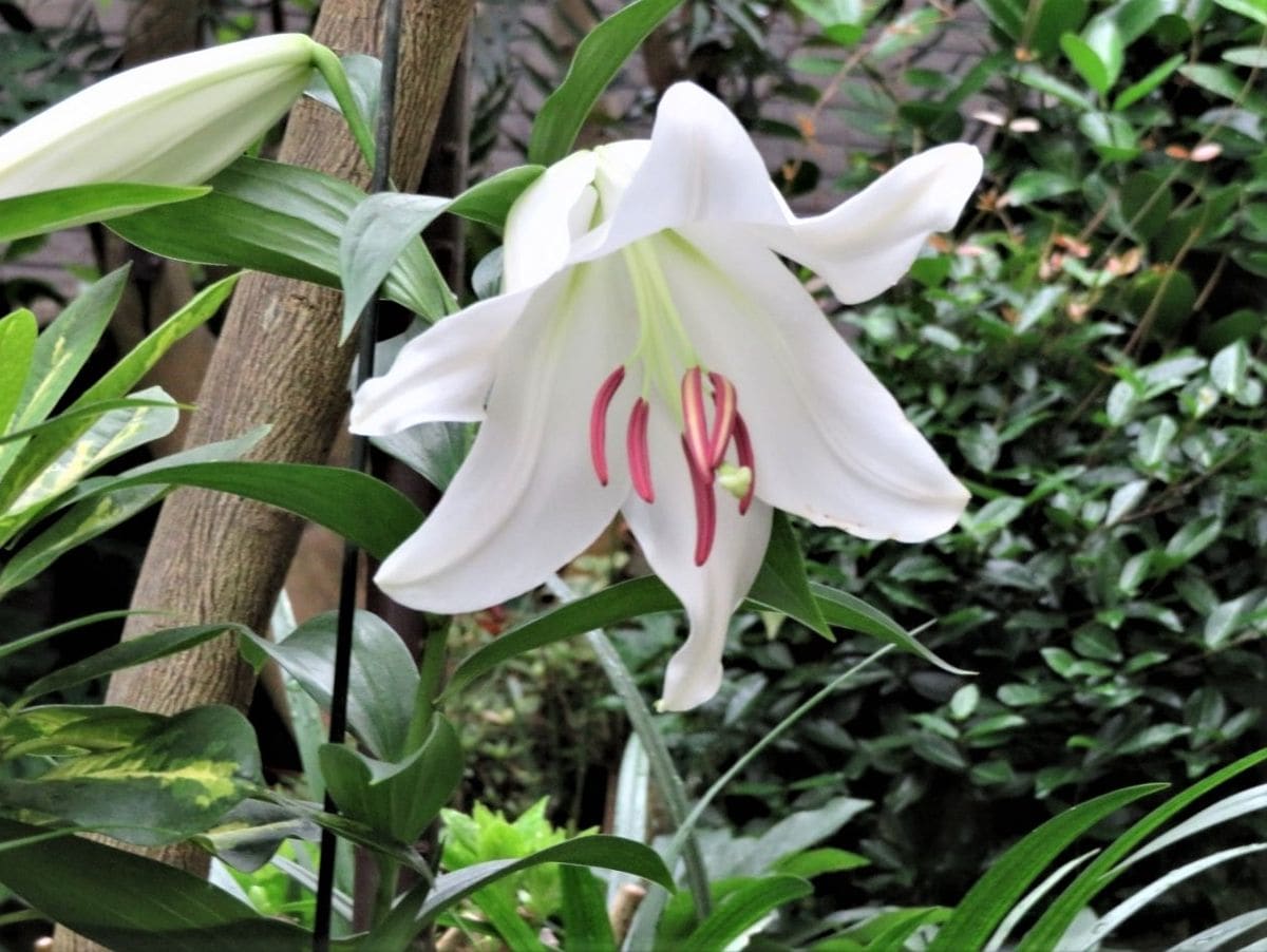 🌻今日の花たち🌻その107