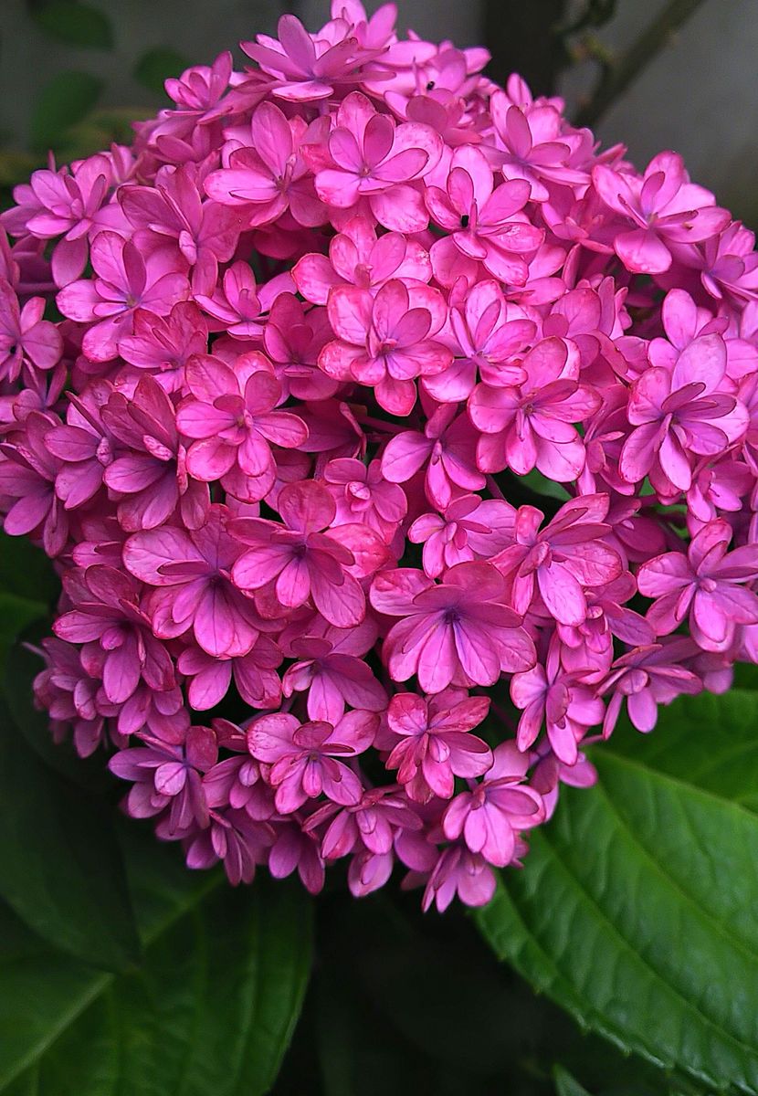 曇りの日紫陽花