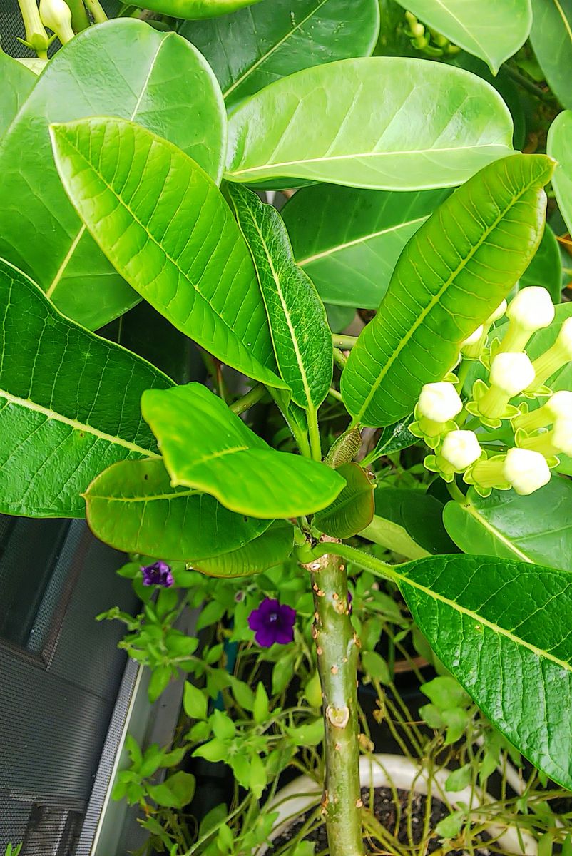 プルメリアに葉が出て来ました🌿