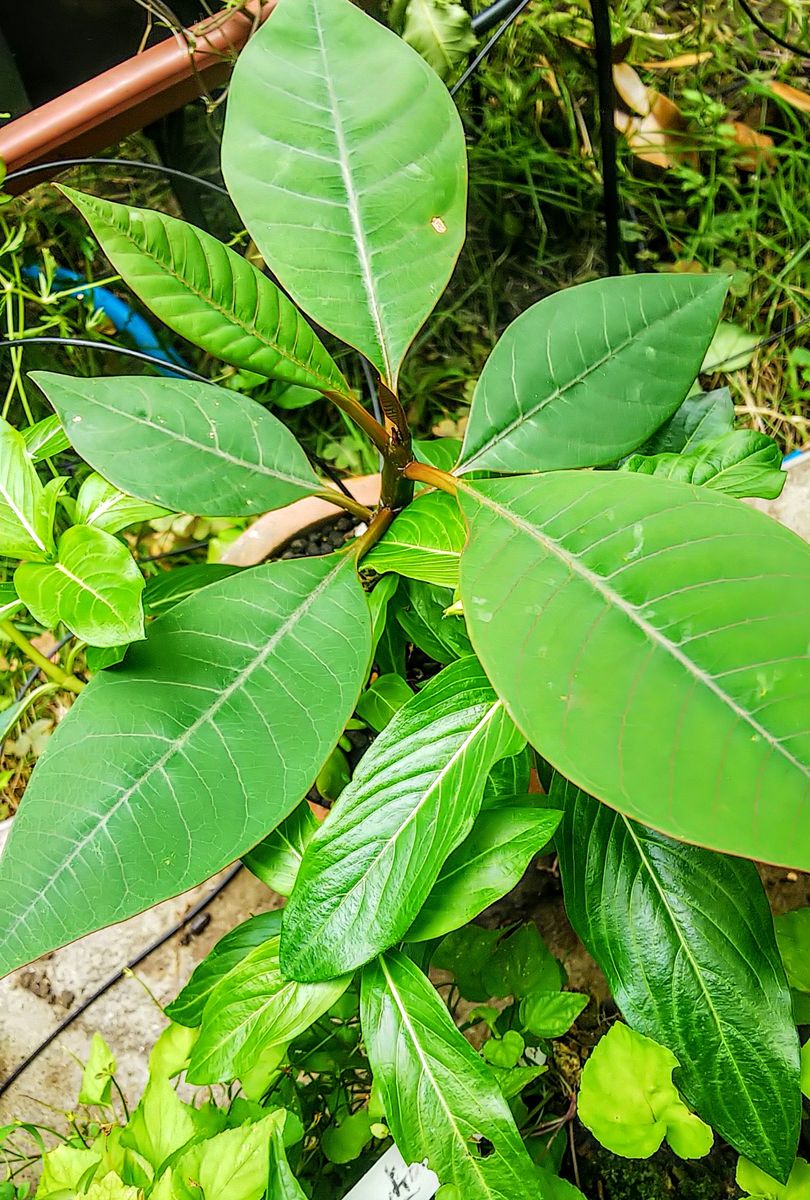 プルメリアに葉が出て来ました🌿