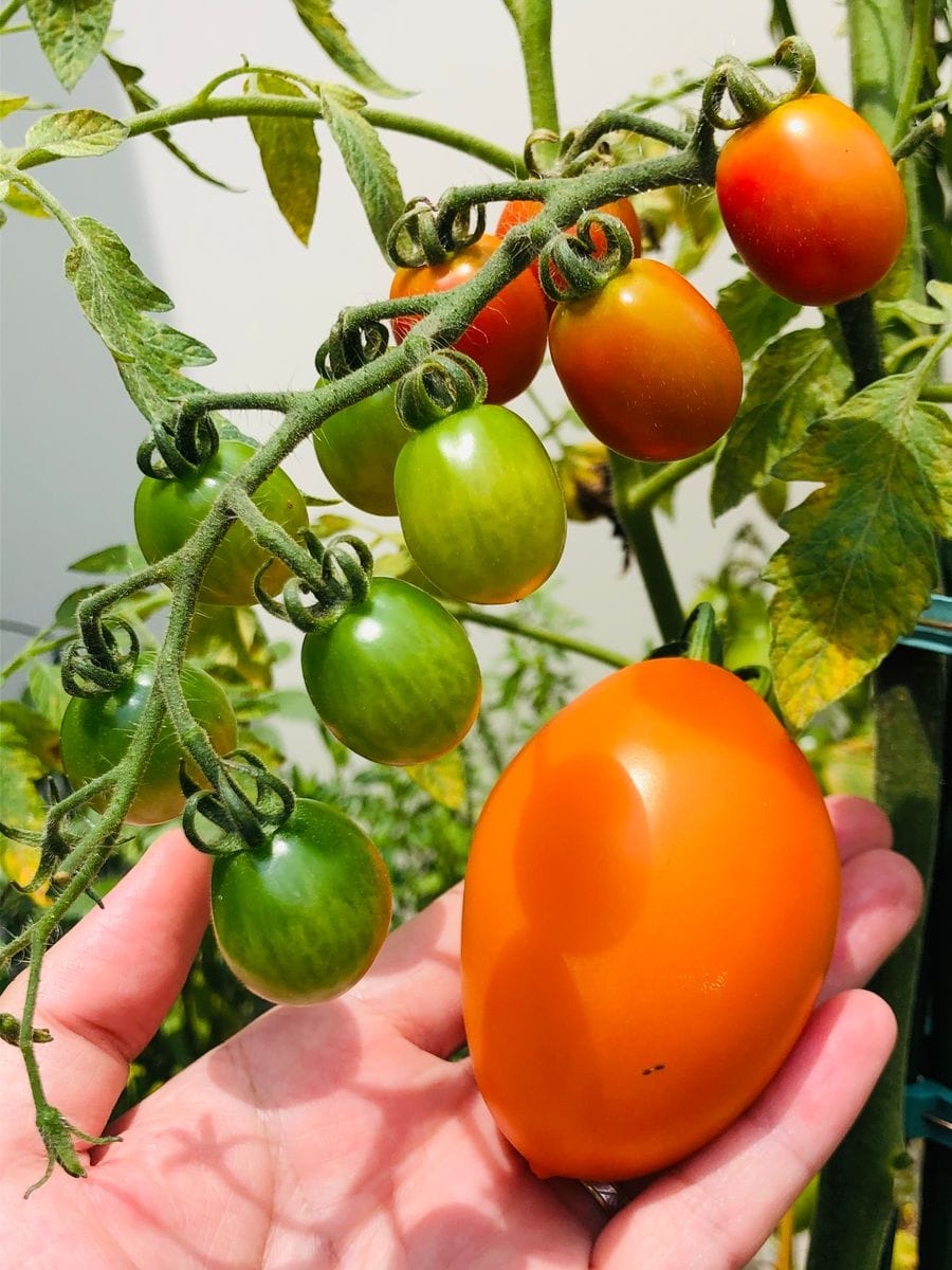 湘南ポモロン🍅初収穫🎵