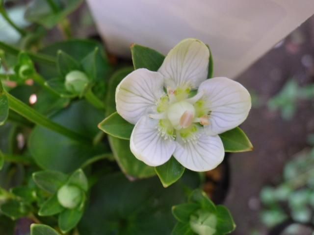 コウズウメバチソウと・・・・・