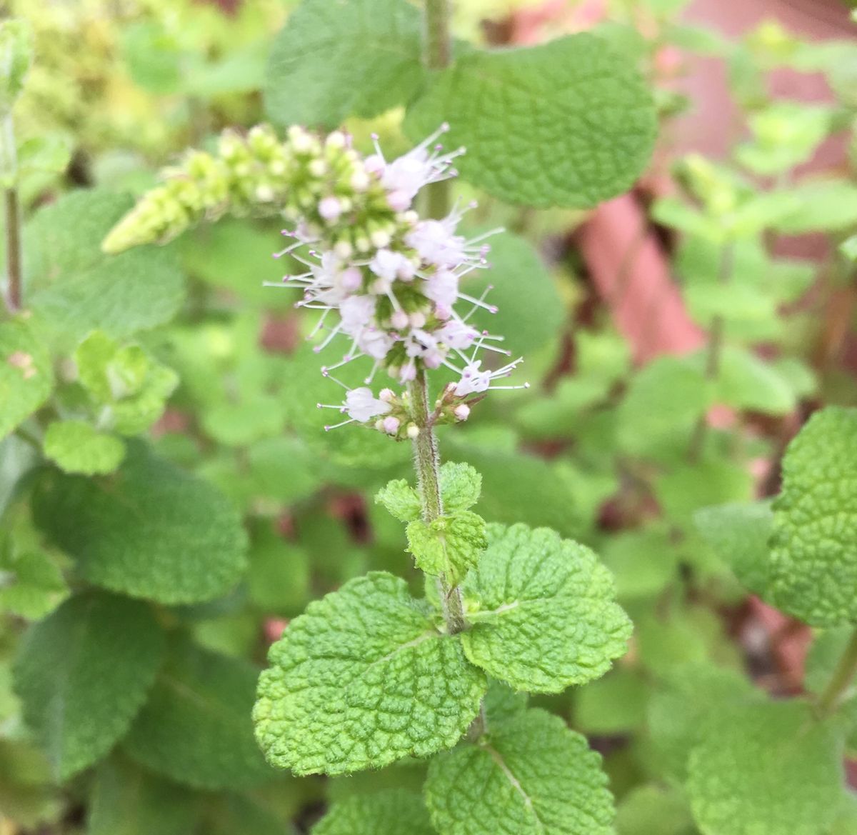 鉢植えと地植え