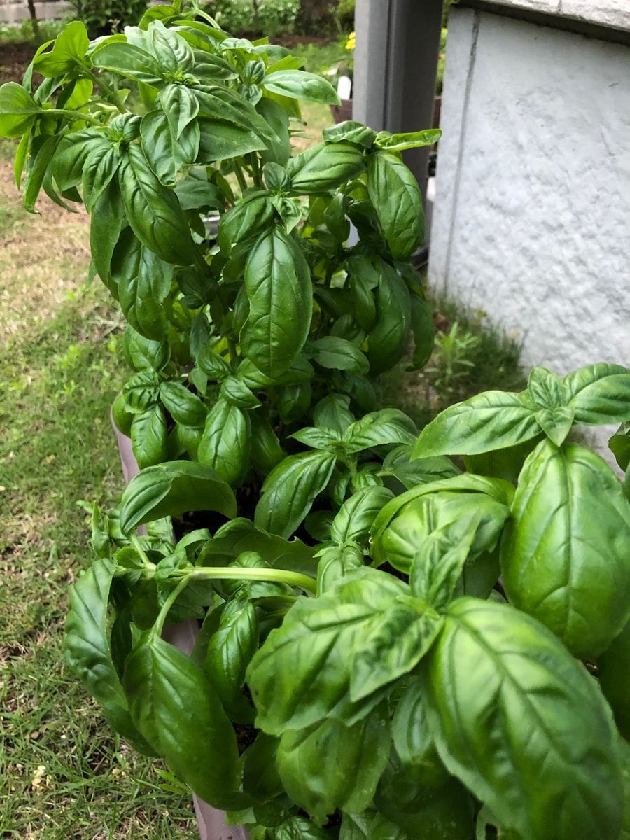 バジル大量消費🌱