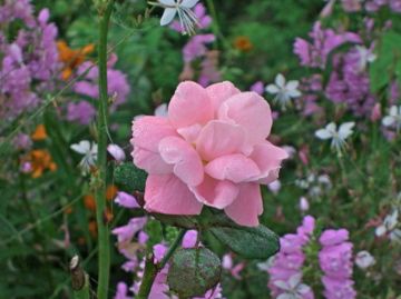 庭の薔薇４種