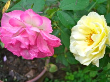 庭の薔薇４種