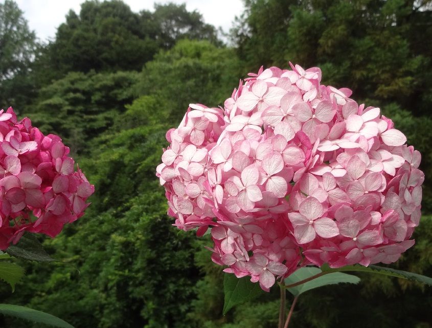 今日の紫陽花